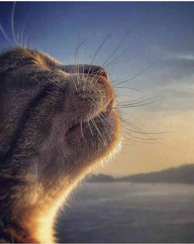 猫の横顔が好き