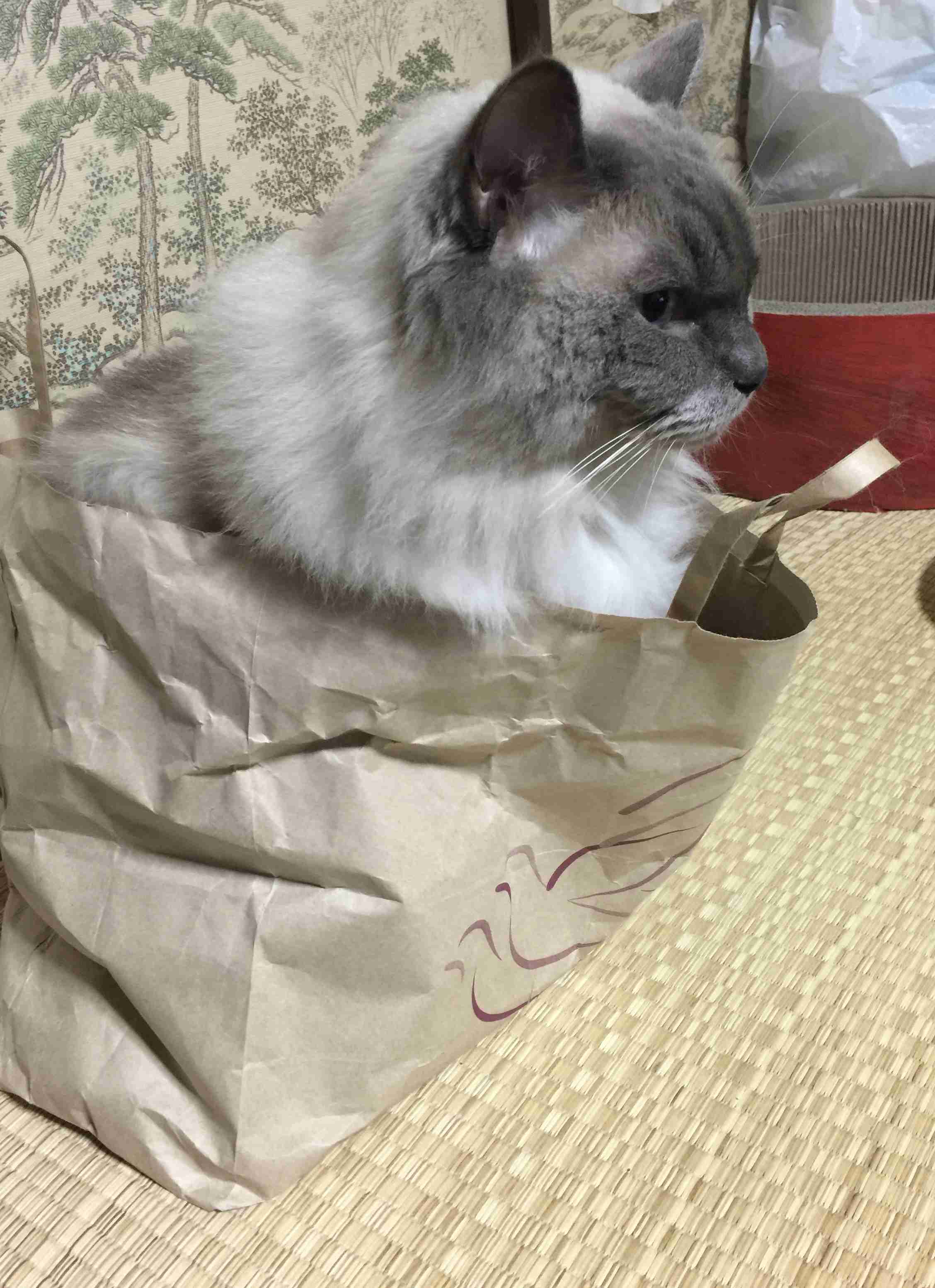 猫の横顔が好き