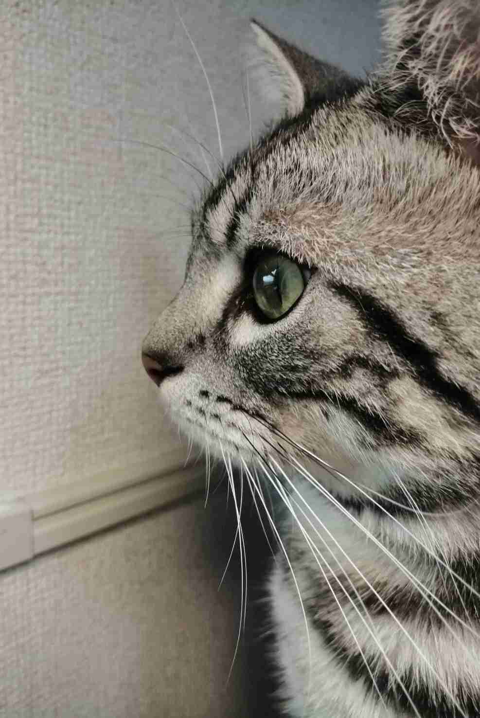 猫の横顔が好き