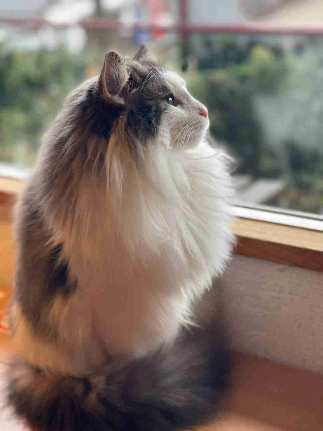 猫の横顔が好き