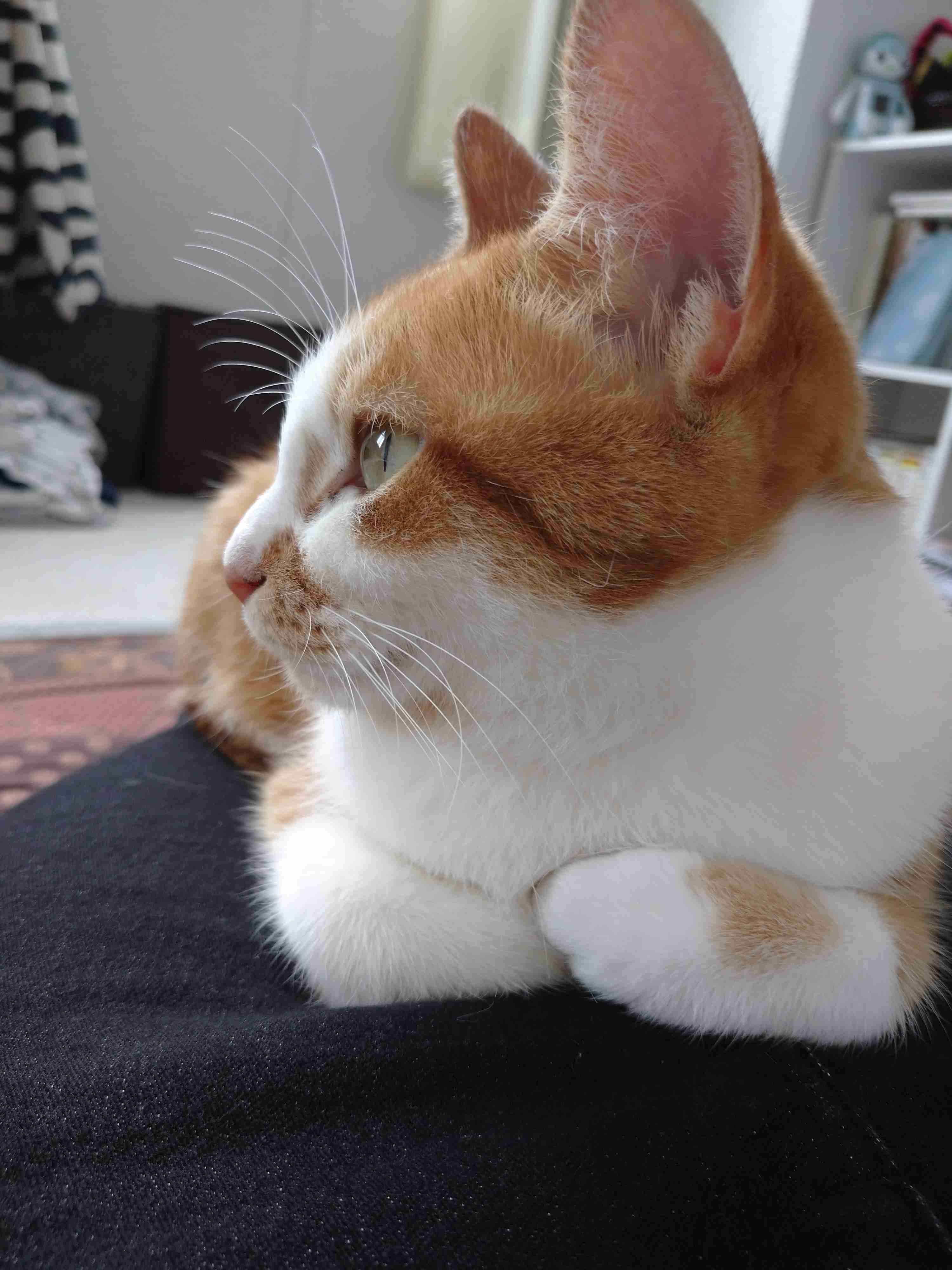 猫の横顔が好き