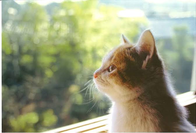 猫の横顔が好き