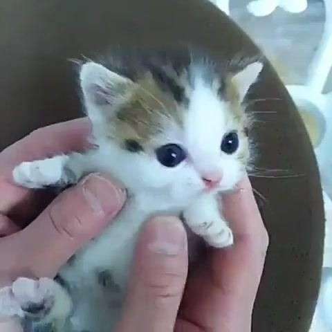 猫の横顔が好き