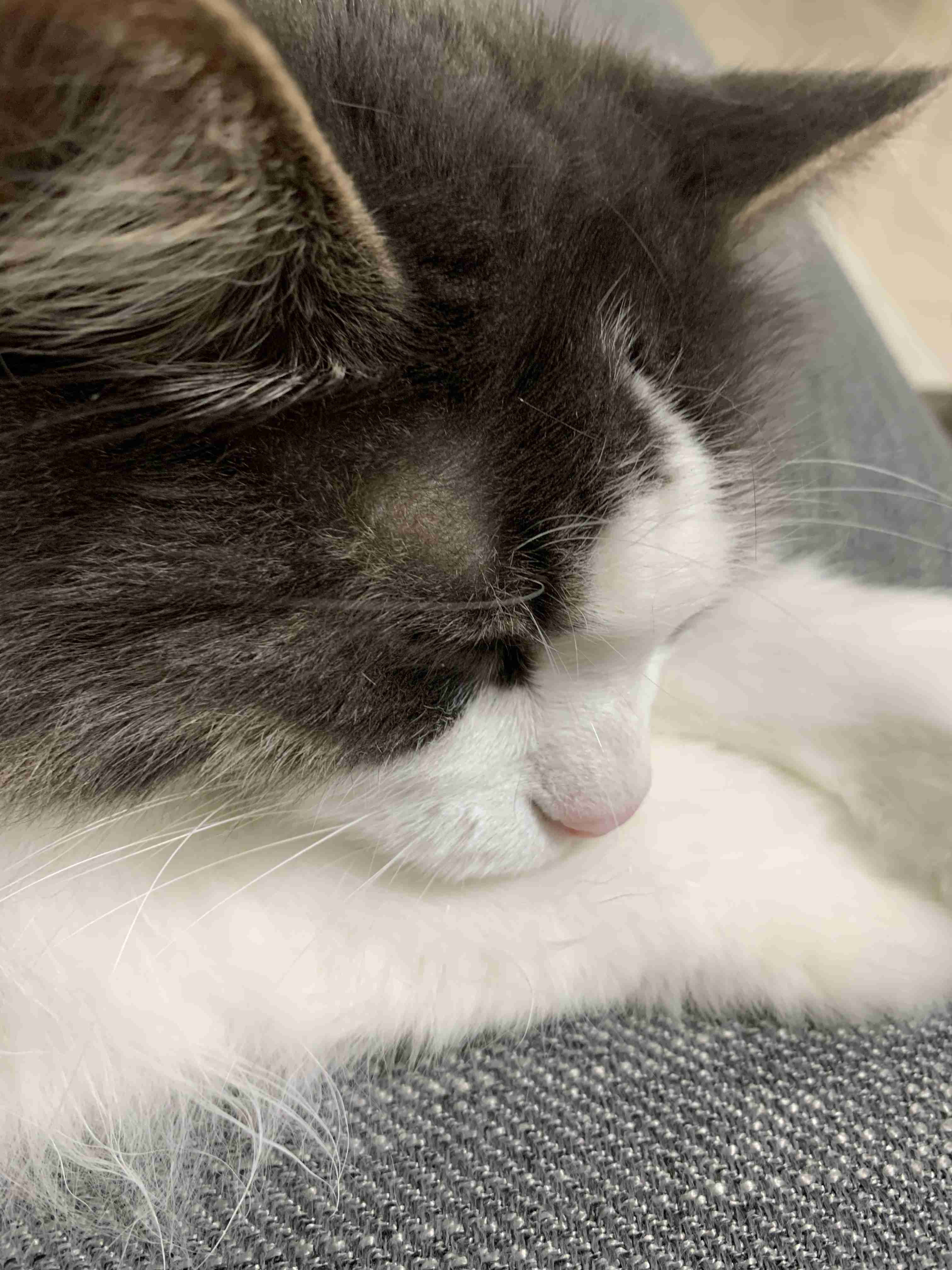 猫の横顔が好き