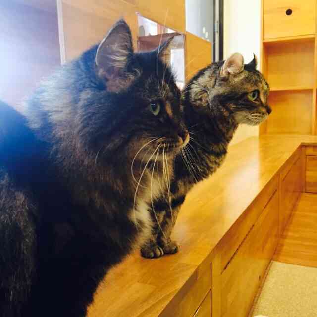 猫の横顔が好き