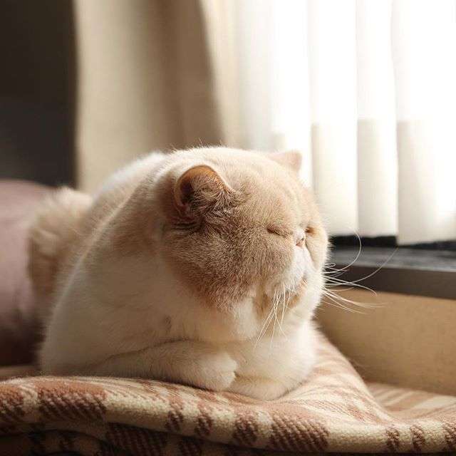 猫の横顔が好き