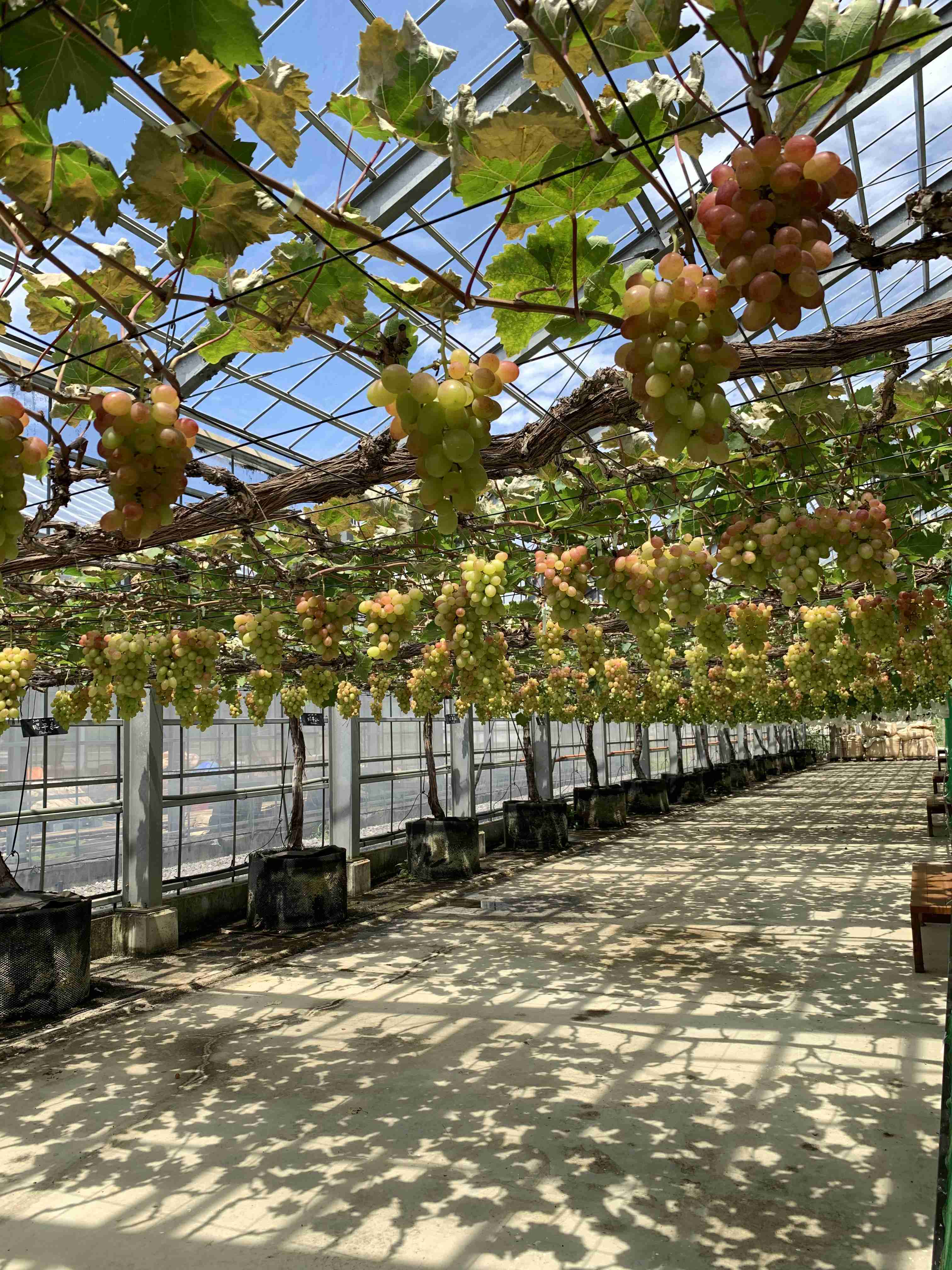 コロナ禍だし、過去に行った旅行の写真でも見せ合いませんか