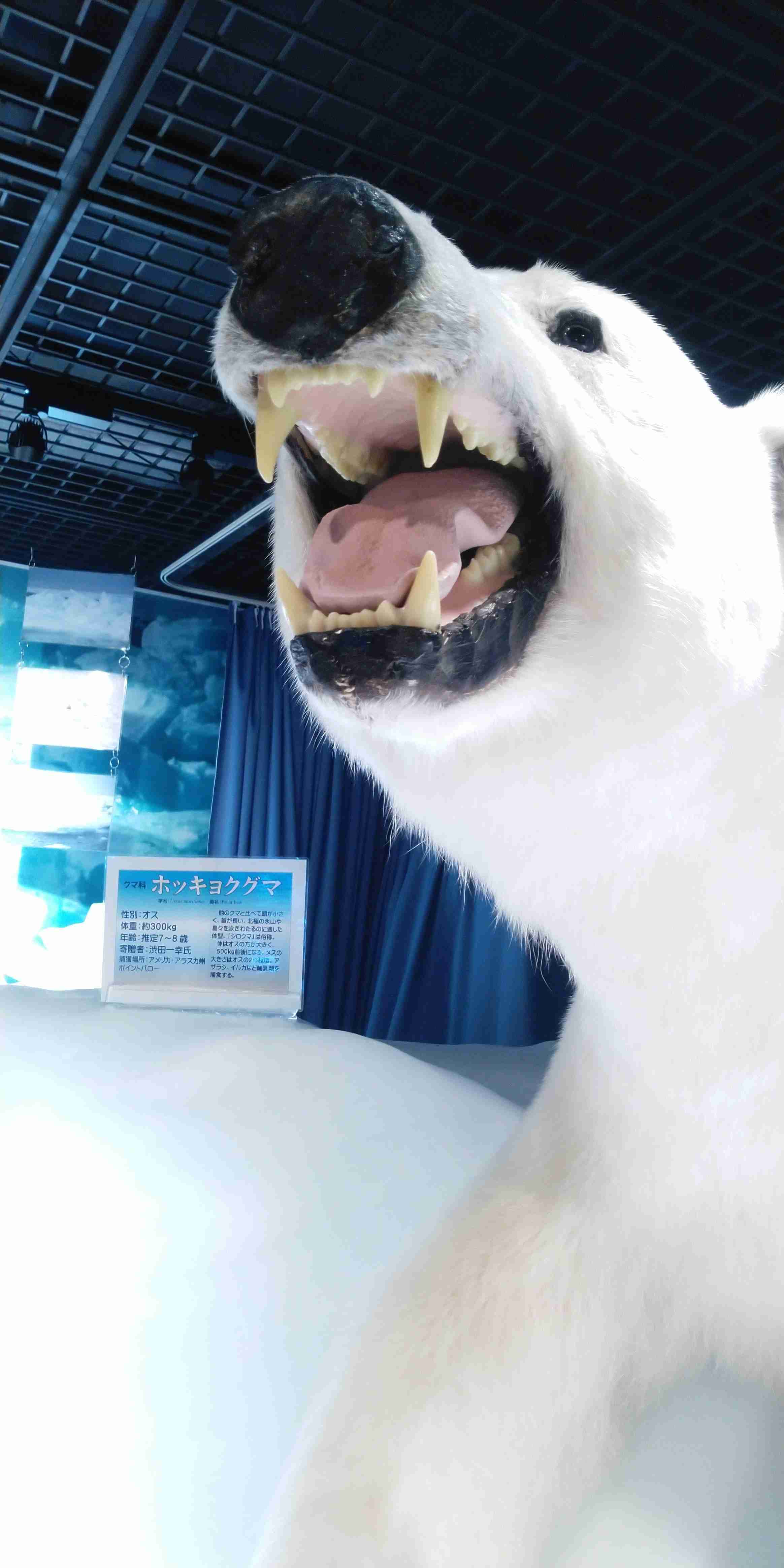 コロナ禍だし、過去に行った旅行の写真でも見せ合いませんか