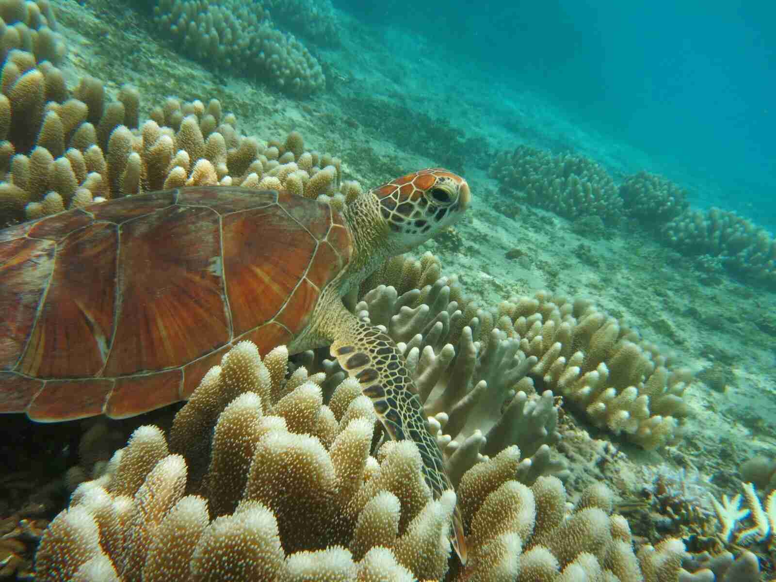 コロナ禍だし、過去に行った旅行の写真でも見せ合いませんか