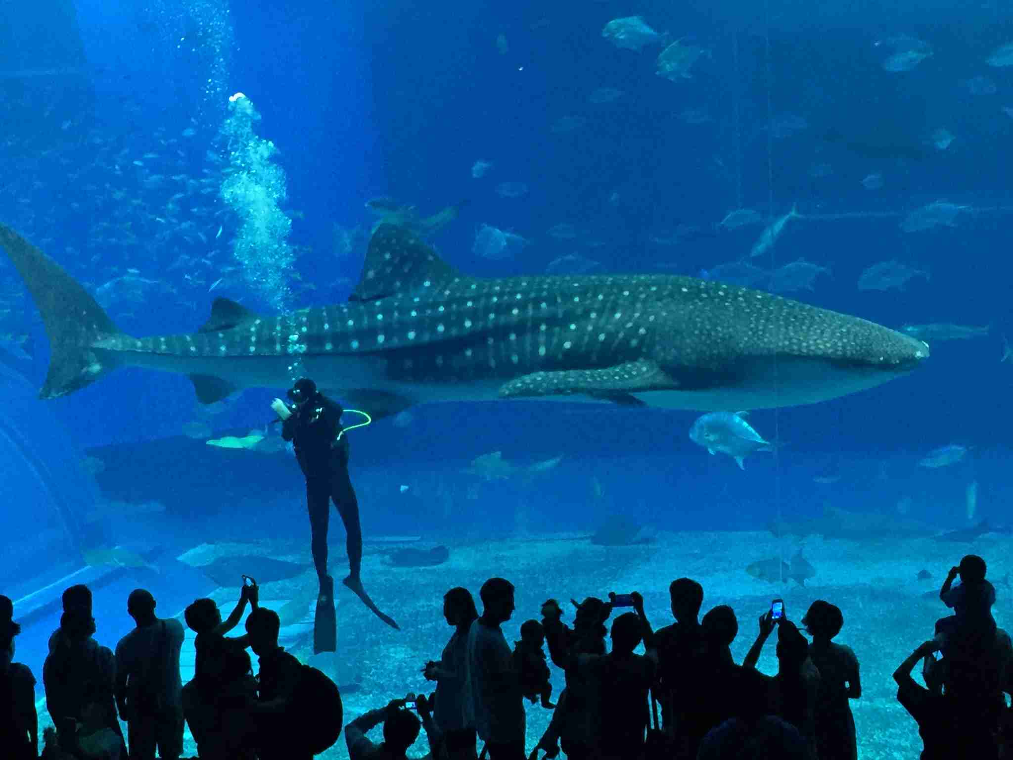 コロナ禍だし、過去に行った旅行の写真でも見せ合いませんか