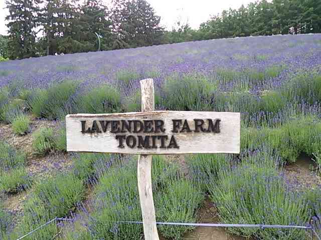 コロナ禍だし、過去に行った旅行の写真でも見せ合いませんか