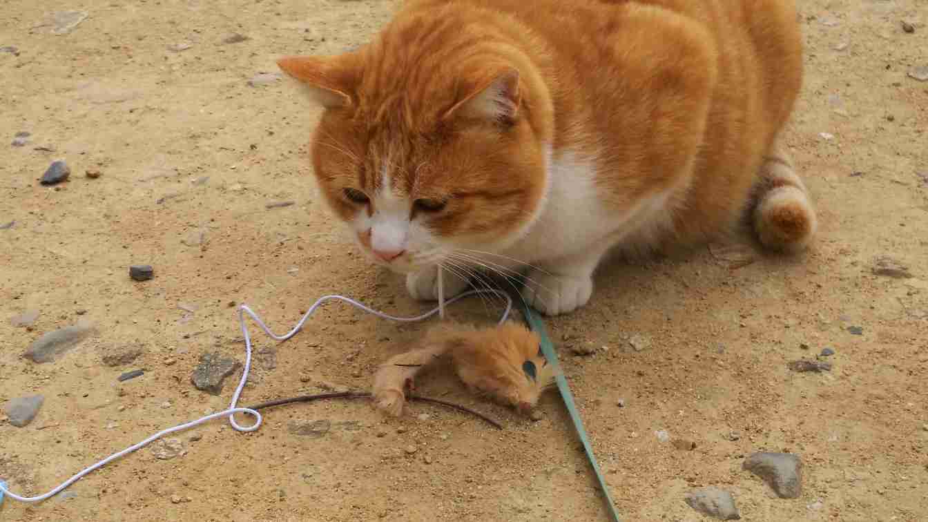 コロナ禍だし、過去に行った旅行の写真でも見せ合いませんか