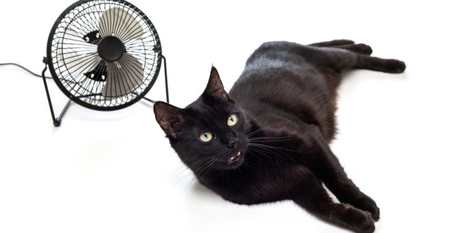 犬猫飼いの皆さんクーラー付けてる？  ガールズちゃんねる - Girls 