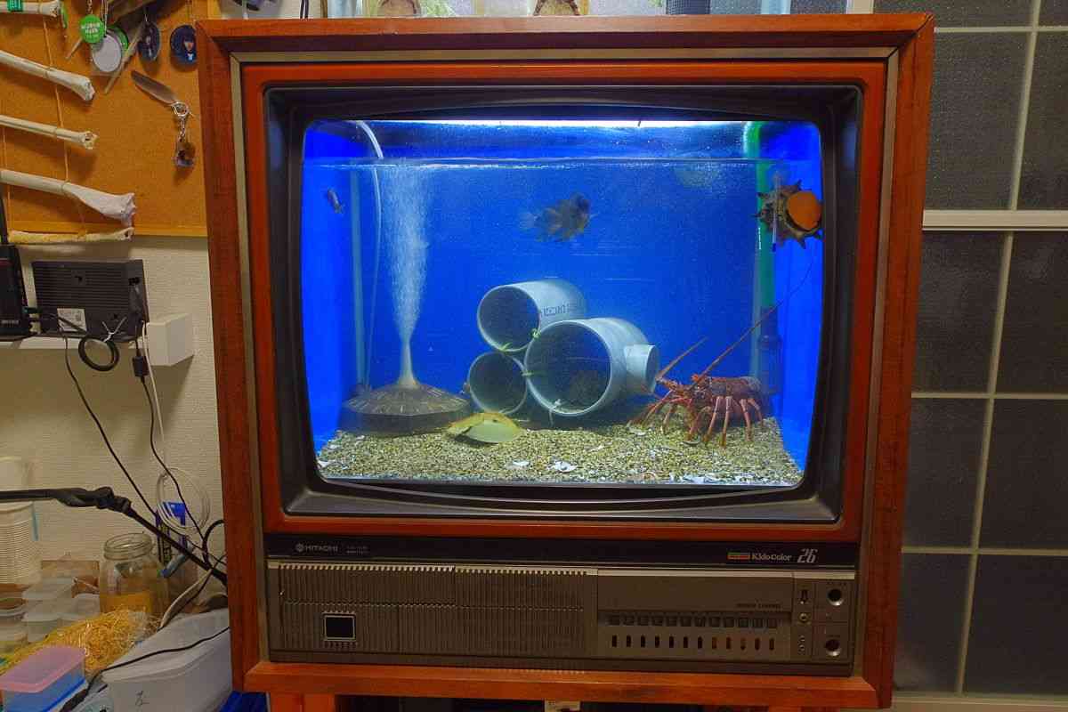テレビの電源を入れていない。