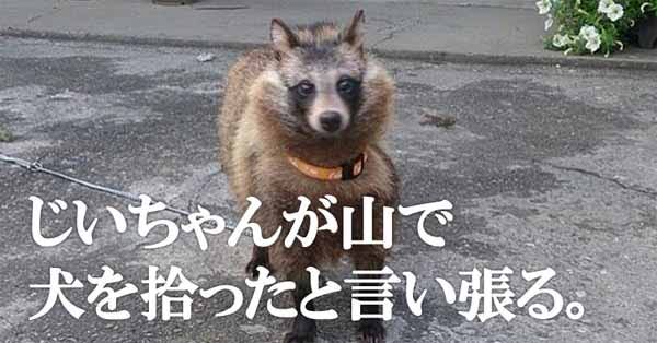 拾った子犬 実はタヌキかも 子犬そっくりな 子ダヌキ を連れて帰らないよう呼びかけるツイートが話題 ガールズちゃんねる Girls Channel