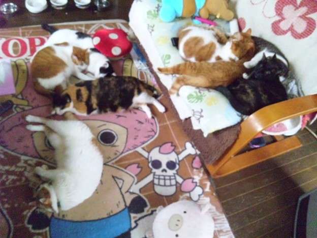 がるちゃん猫カフェ63号店 開店しました♪（初めての方も大歓迎!!）