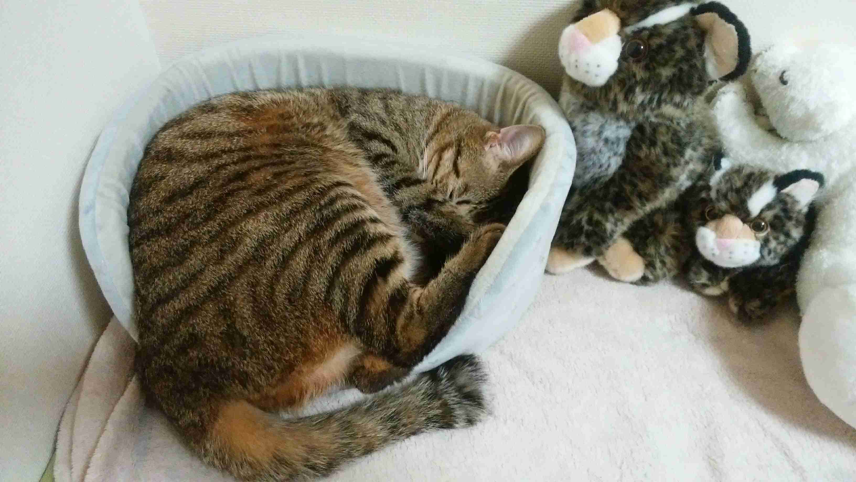 がるちゃん猫カフェ63号店 開店しました♪(初めての方も大歓迎!!)