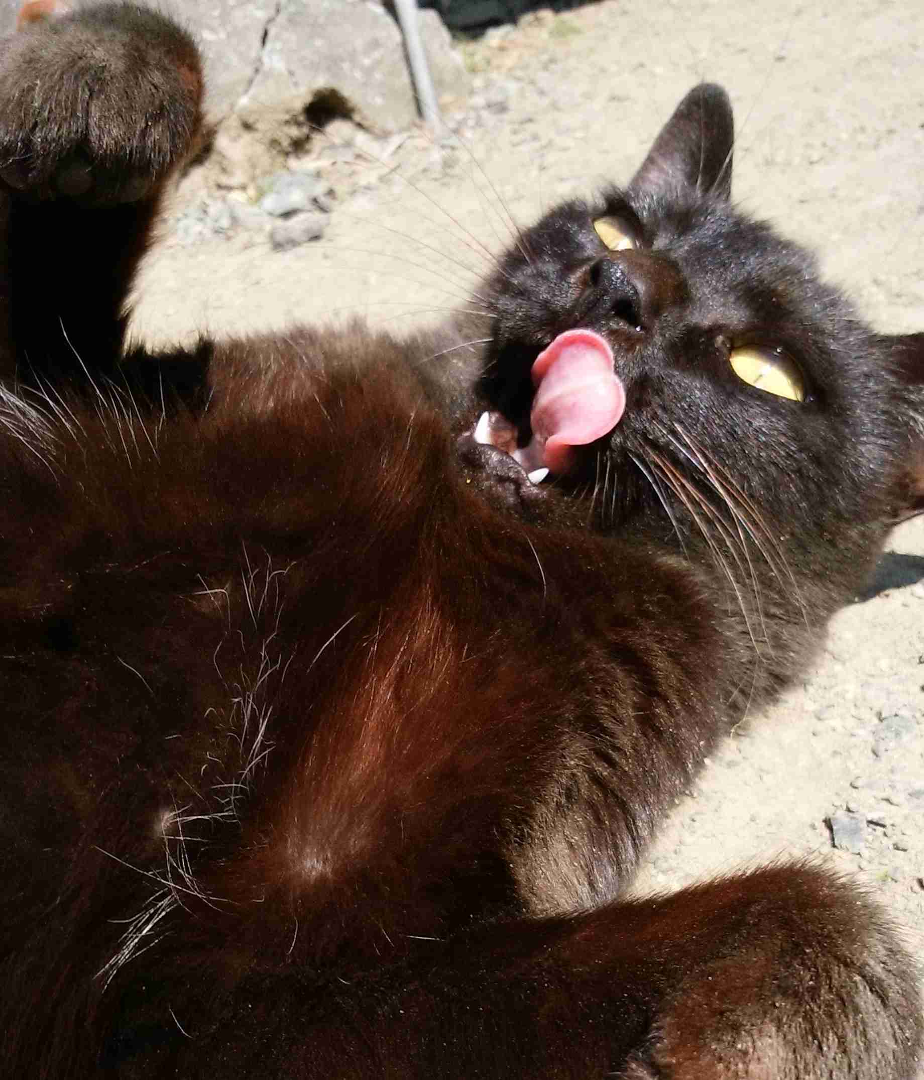 がるちゃん猫カフェ63号店 開店しました♪（初めての方も大歓迎!!）