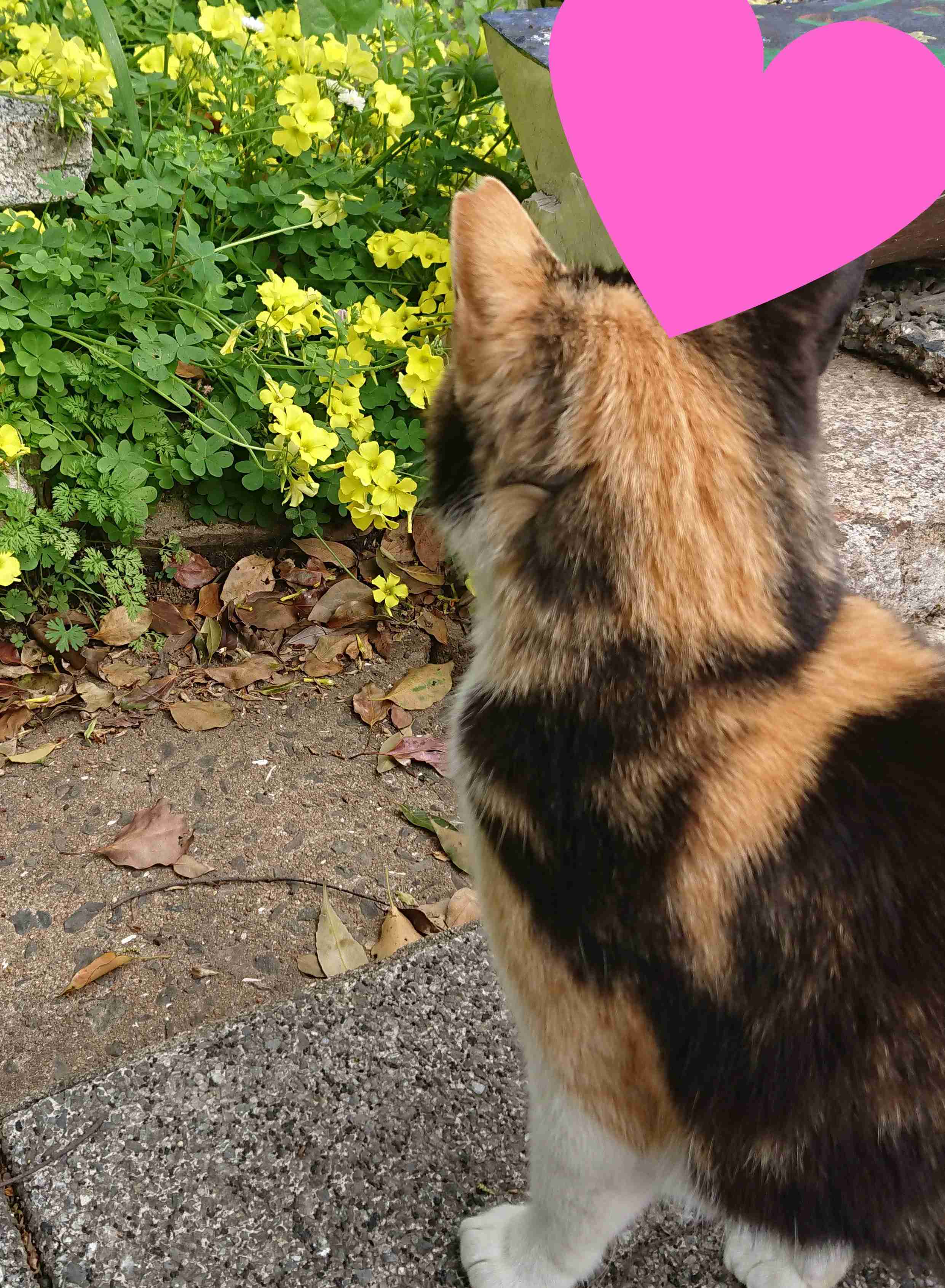 がるちゃん猫カフェ63号店 開店しました♪（初めての方も大歓迎!!）