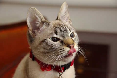 がるちゃん猫カフェ63号店 開店しました♪（初めての方も大歓迎!!）