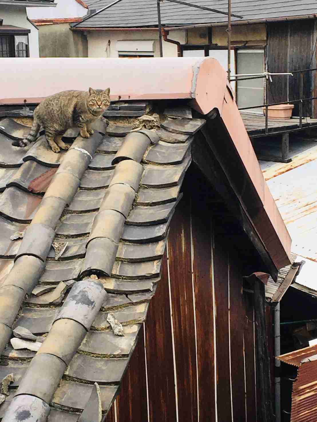 がるちゃん猫カフェ63号店 開店しました♪（初めての方も大歓迎!!）