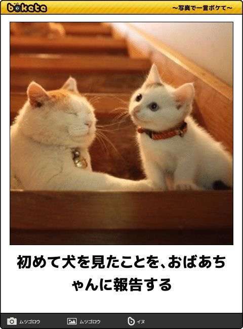 がるちゃん猫カフェ63号店 開店しました♪(初めての方も大歓迎!!)