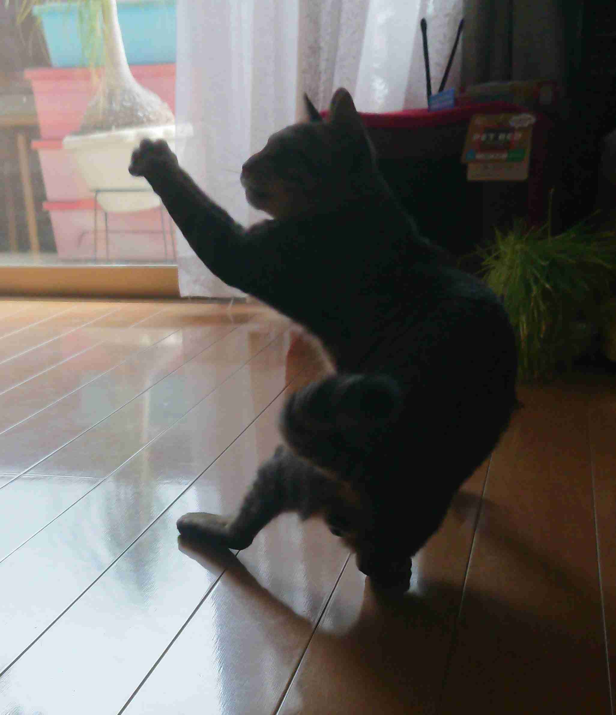 がるちゃん猫カフェ63号店 開店しました♪（初めての方も大歓迎!!）