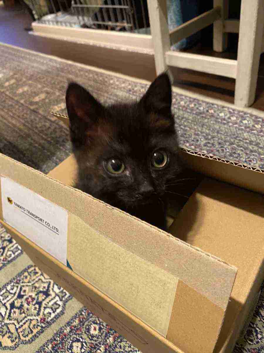 がるちゃん猫カフェ63号店 開店しました♪(初めての方も大歓迎!!)