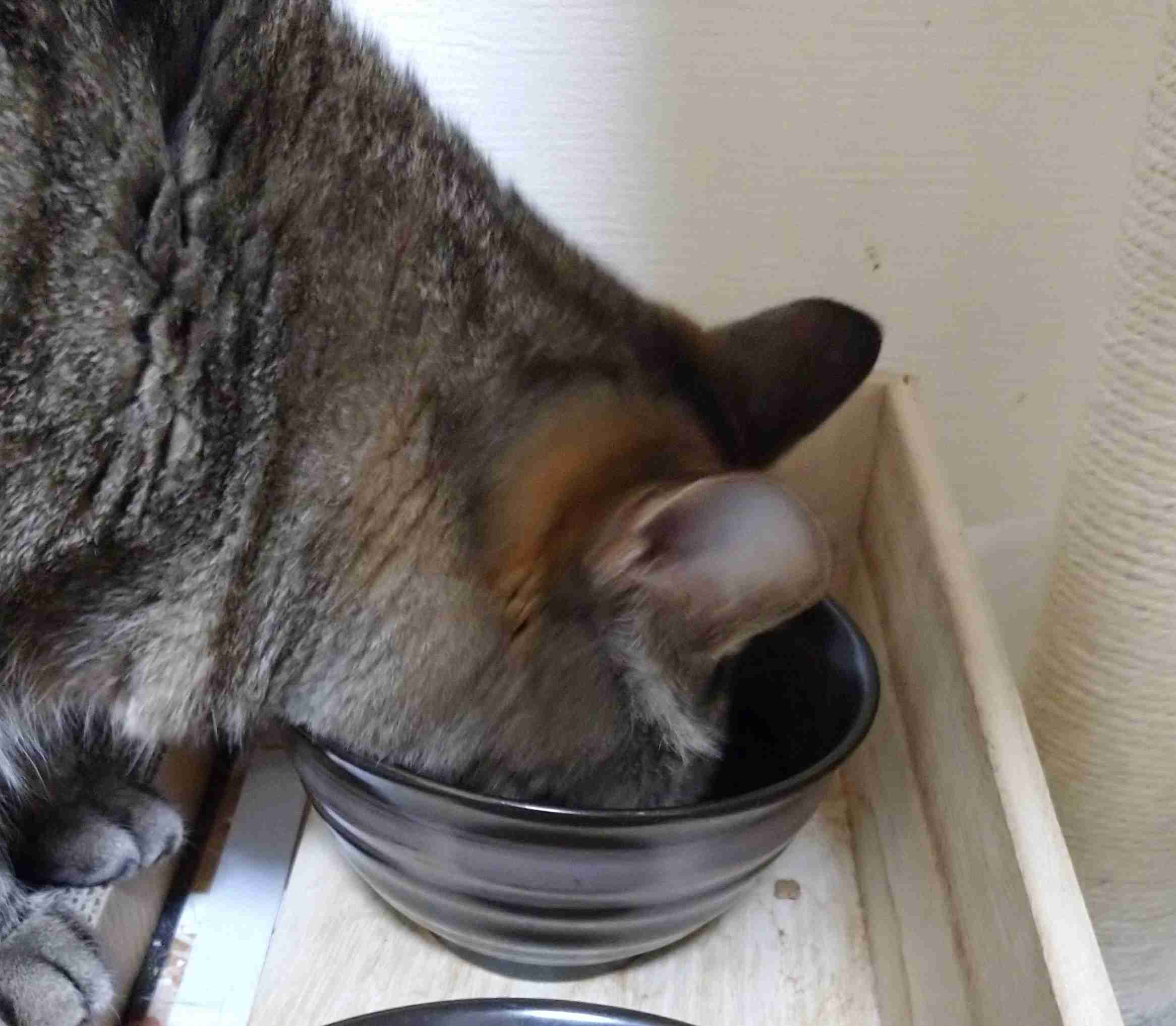がるちゃん猫カフェ63号店 開店しました♪(初めての方も大歓迎!!)