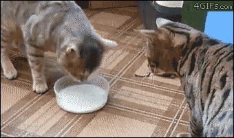 がるちゃん猫カフェ63号店 開店しました♪(初めての方も大歓迎!!)