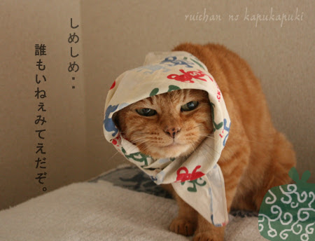 がるちゃん猫カフェ63号店 開店しました♪（初めての方も大歓迎!!）