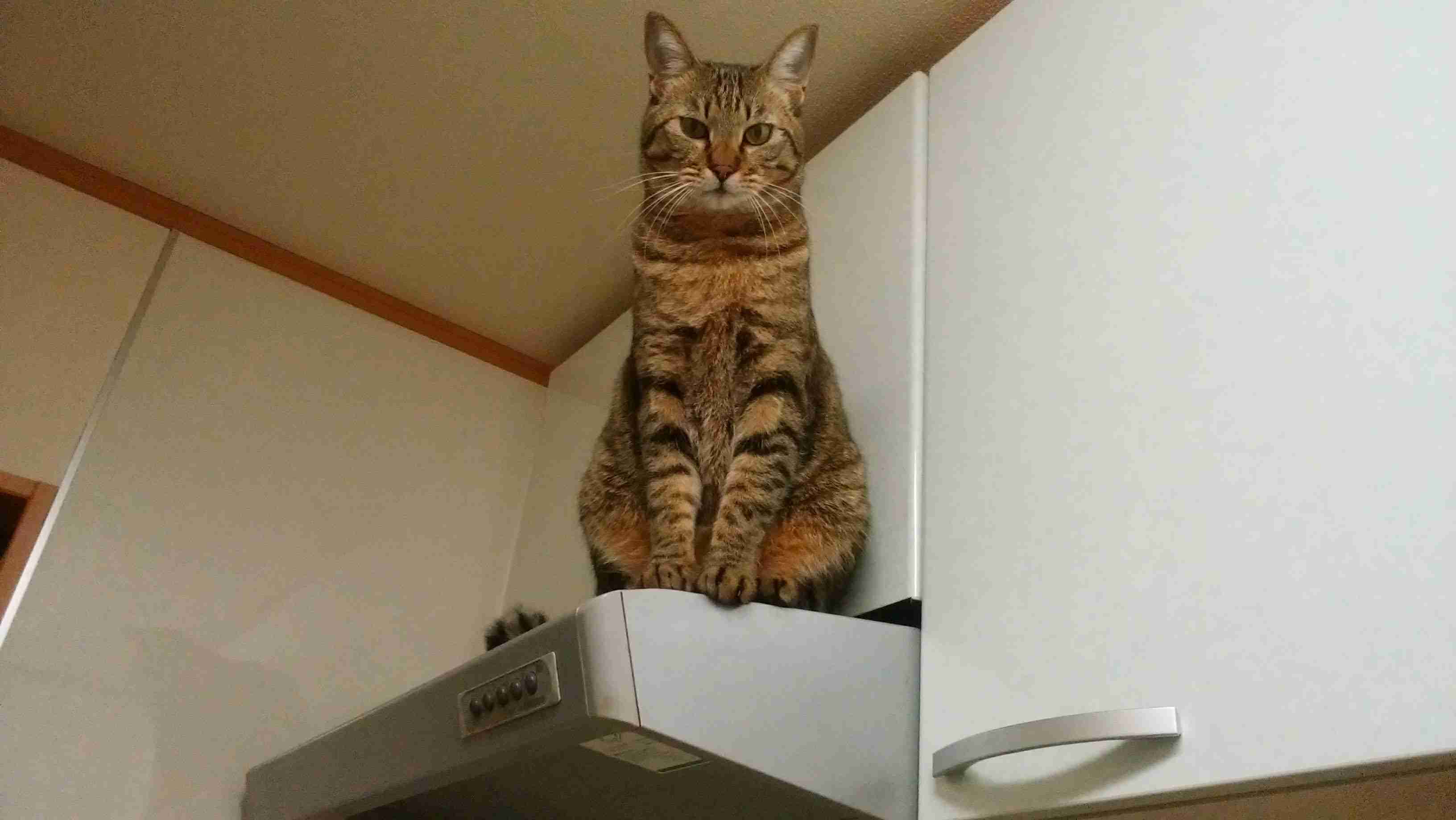 がるちゃん猫カフェ63号店 開店しました♪（初めての方も大歓迎!!）