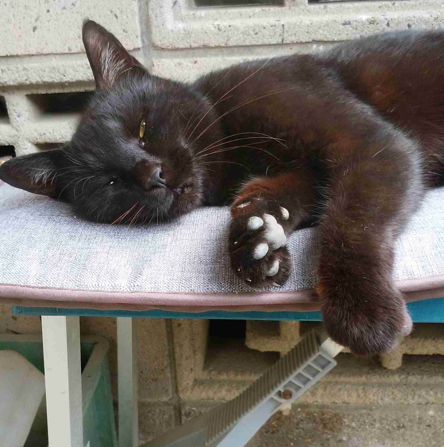 がるちゃん猫カフェ63号店 開店しました♪(初めての方も大歓迎!!)