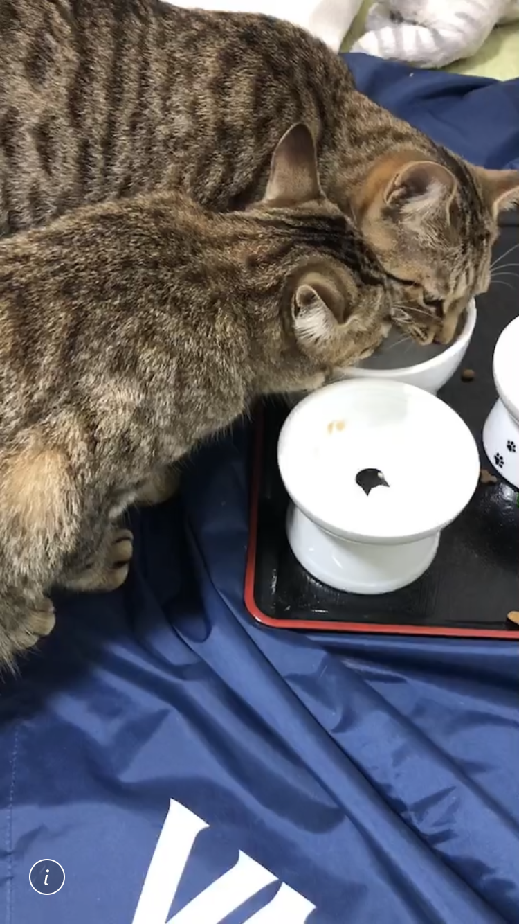 がるちゃん猫カフェ63号店 開店しました♪（初めての方も大歓迎!!）