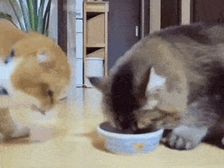 がるちゃん猫カフェ63号店 開店しました♪（初めての方も大歓迎!!）