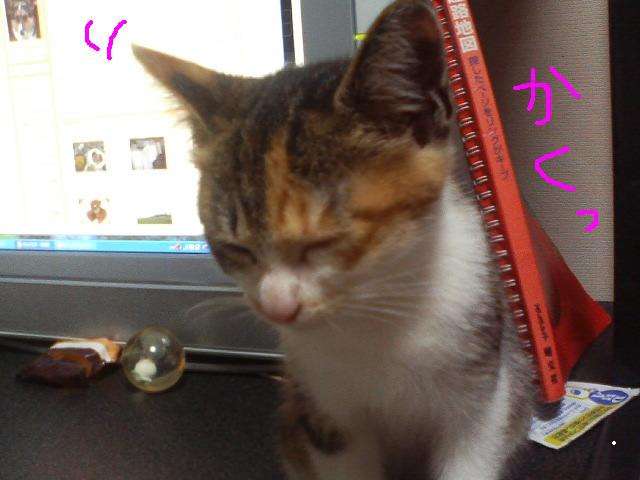 がるちゃん猫カフェ63号店 開店しました♪（初めての方も大歓迎!!）
