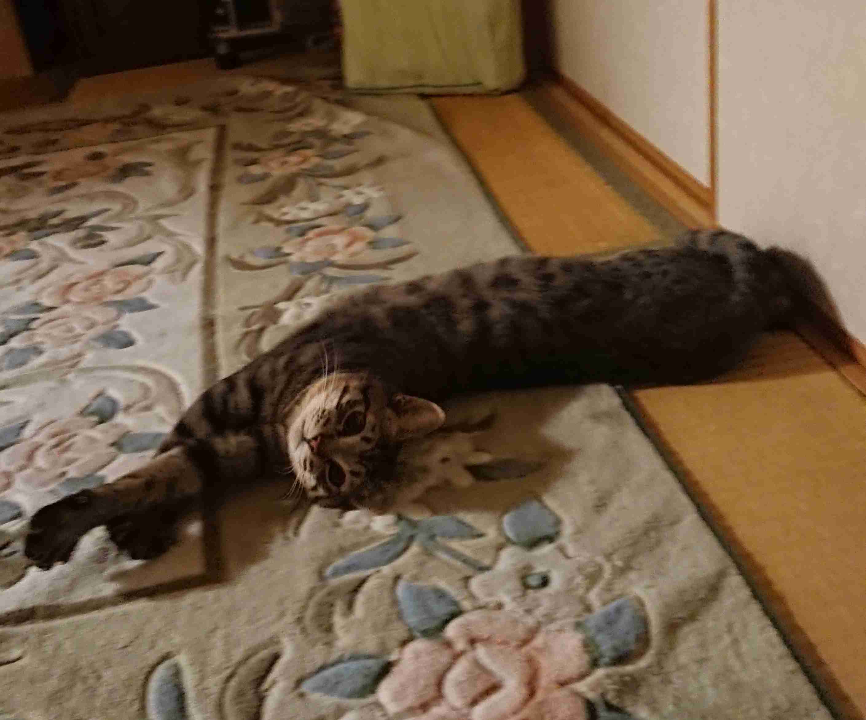 がるちゃん猫カフェ63号店 開店しました♪(初めての方も大歓迎!!)