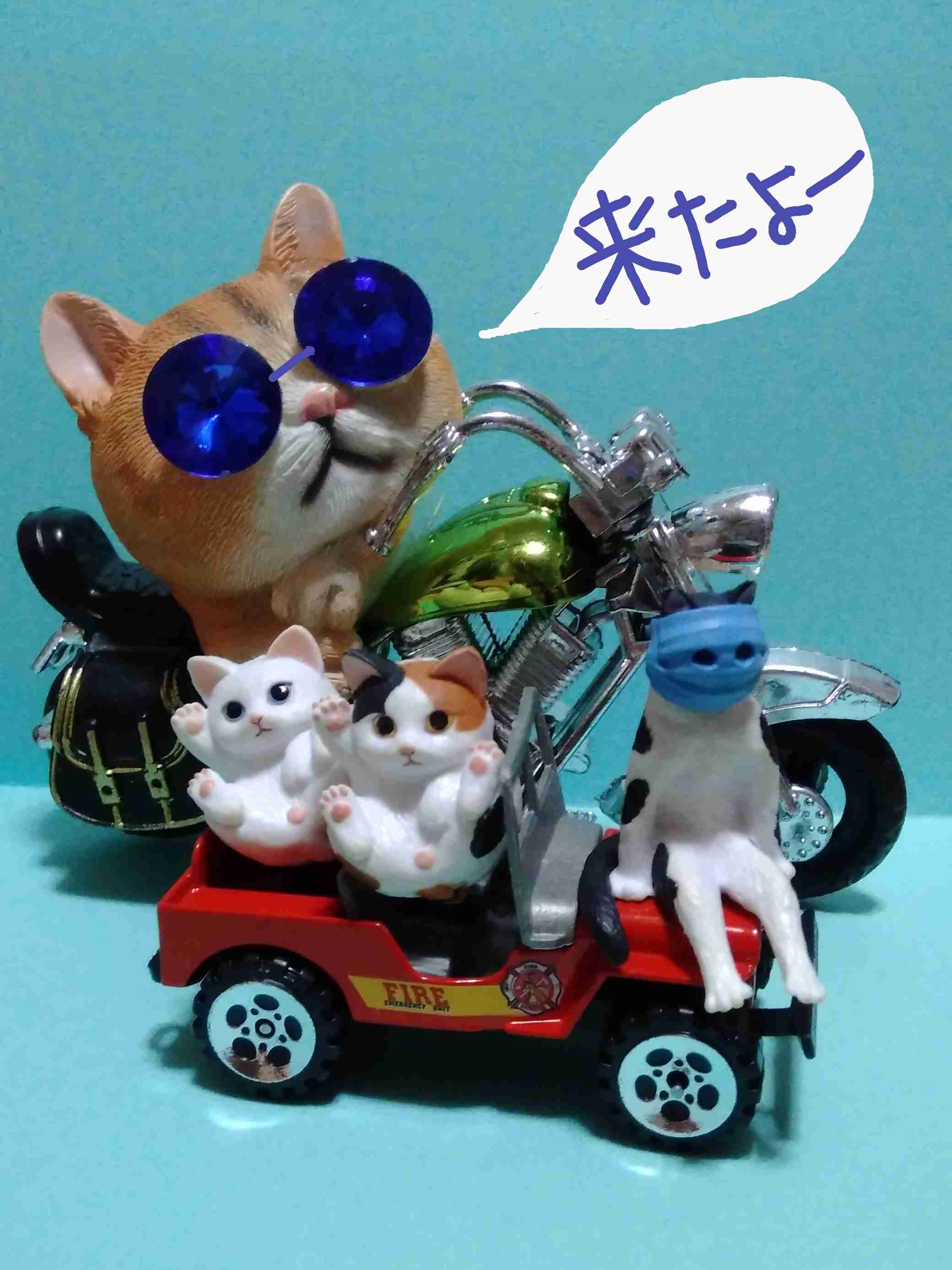 がるちゃん猫カフェ63号店 開店しました♪(初めての方も大歓迎!!)