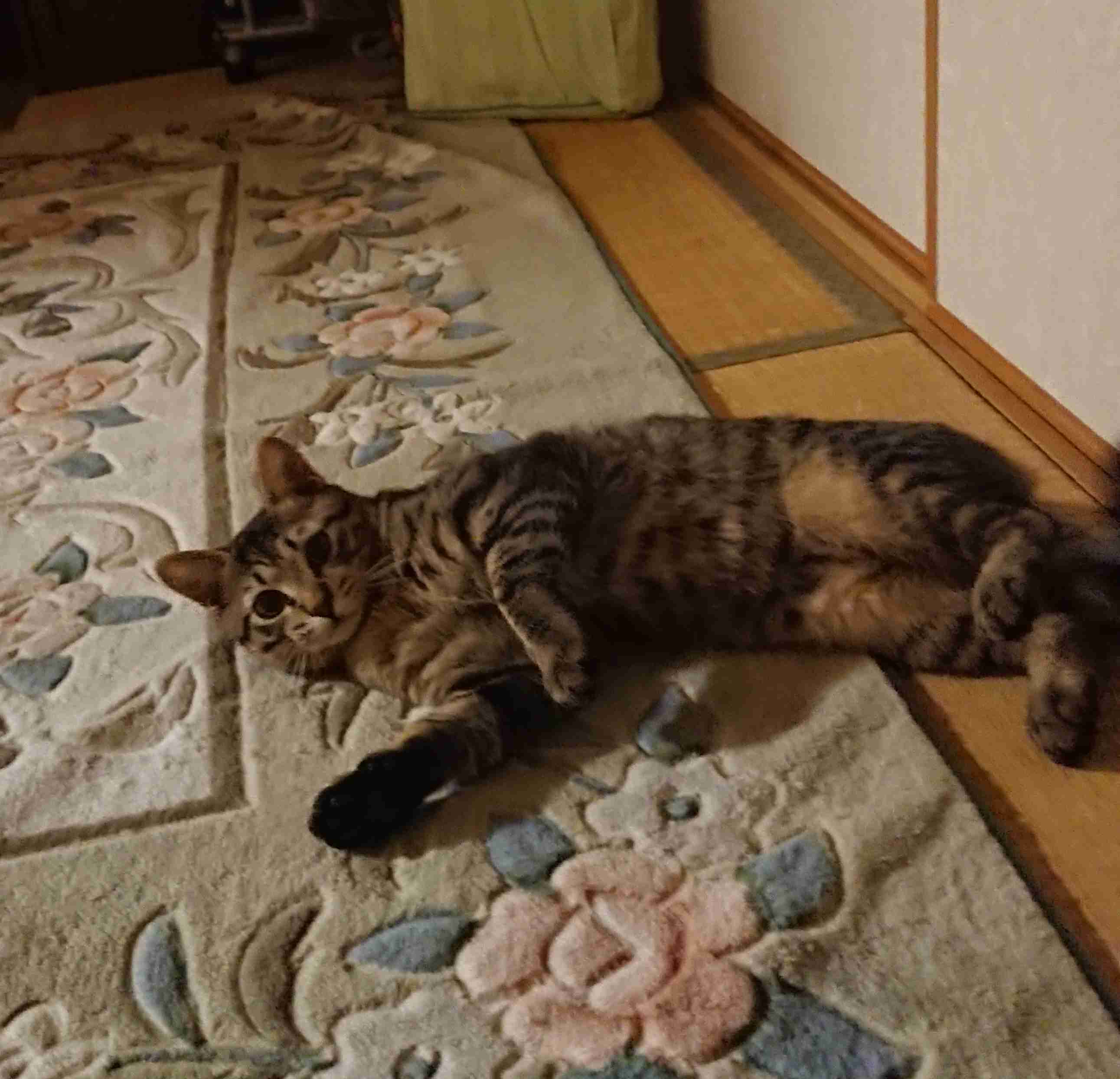 がるちゃん猫カフェ63号店 開店しました♪（初めての方も大歓迎!!）
