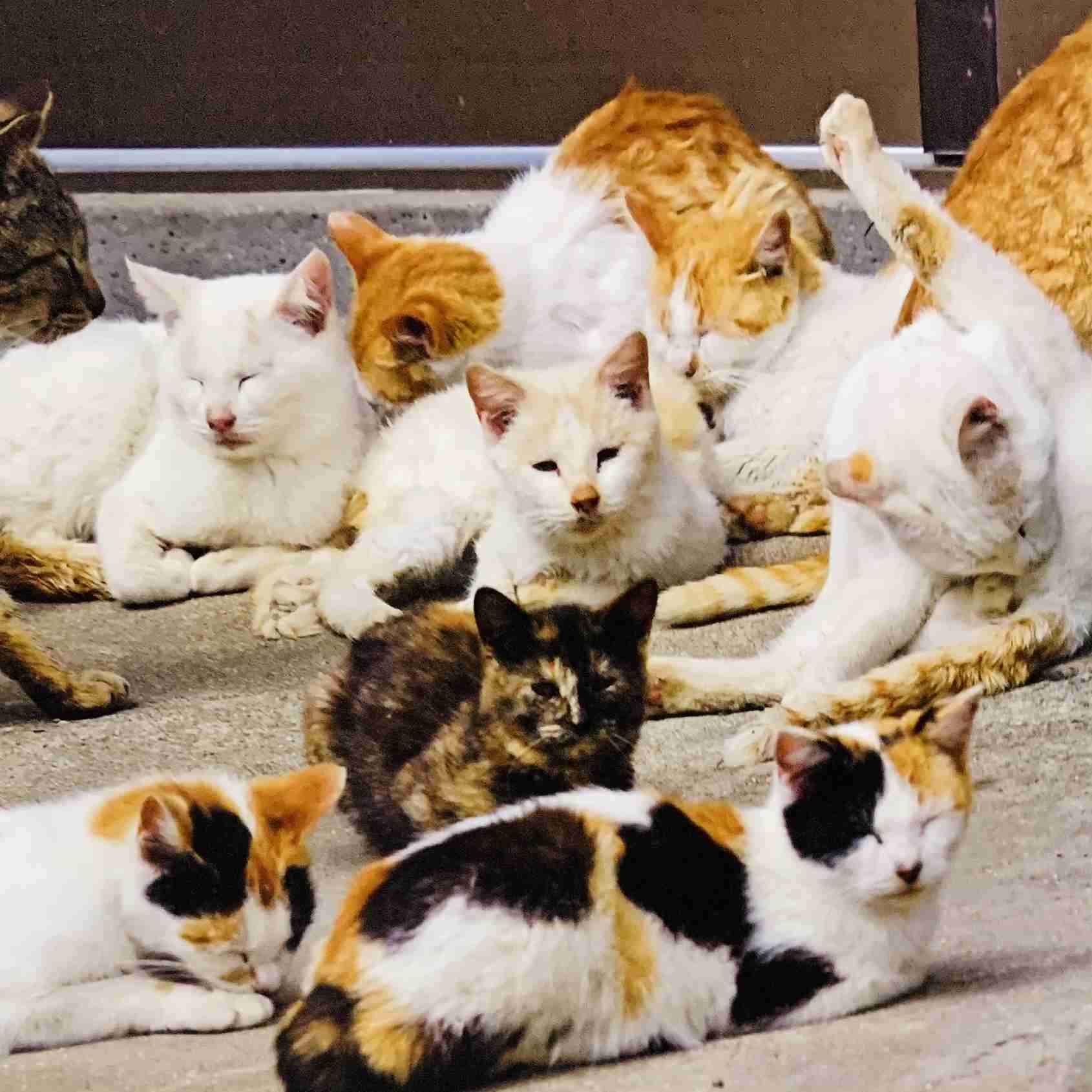 がるちゃん猫カフェ63号店 開店しました♪(初めての方も大歓迎!!)