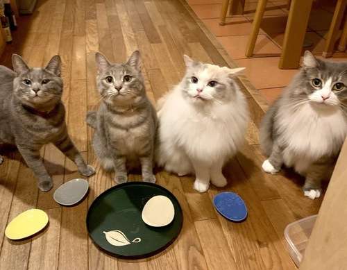 がるちゃん猫カフェ63号店 開店しました♪(初めての方も大歓迎!!)