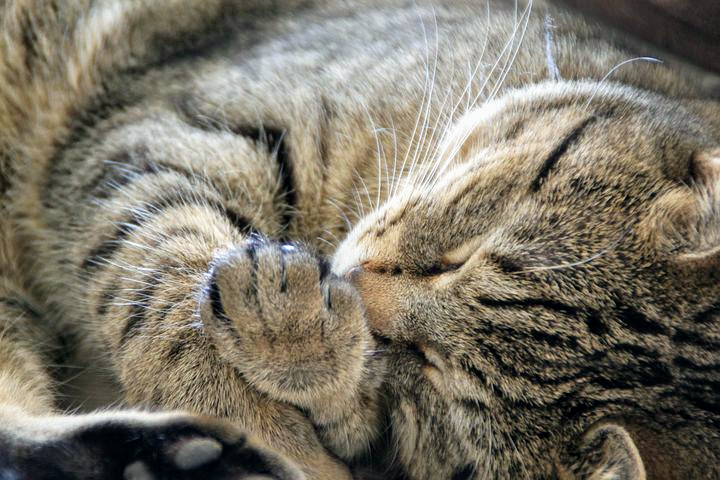 がるちゃん猫カフェ63号店 開店しました♪（初めての方も大歓迎!!）