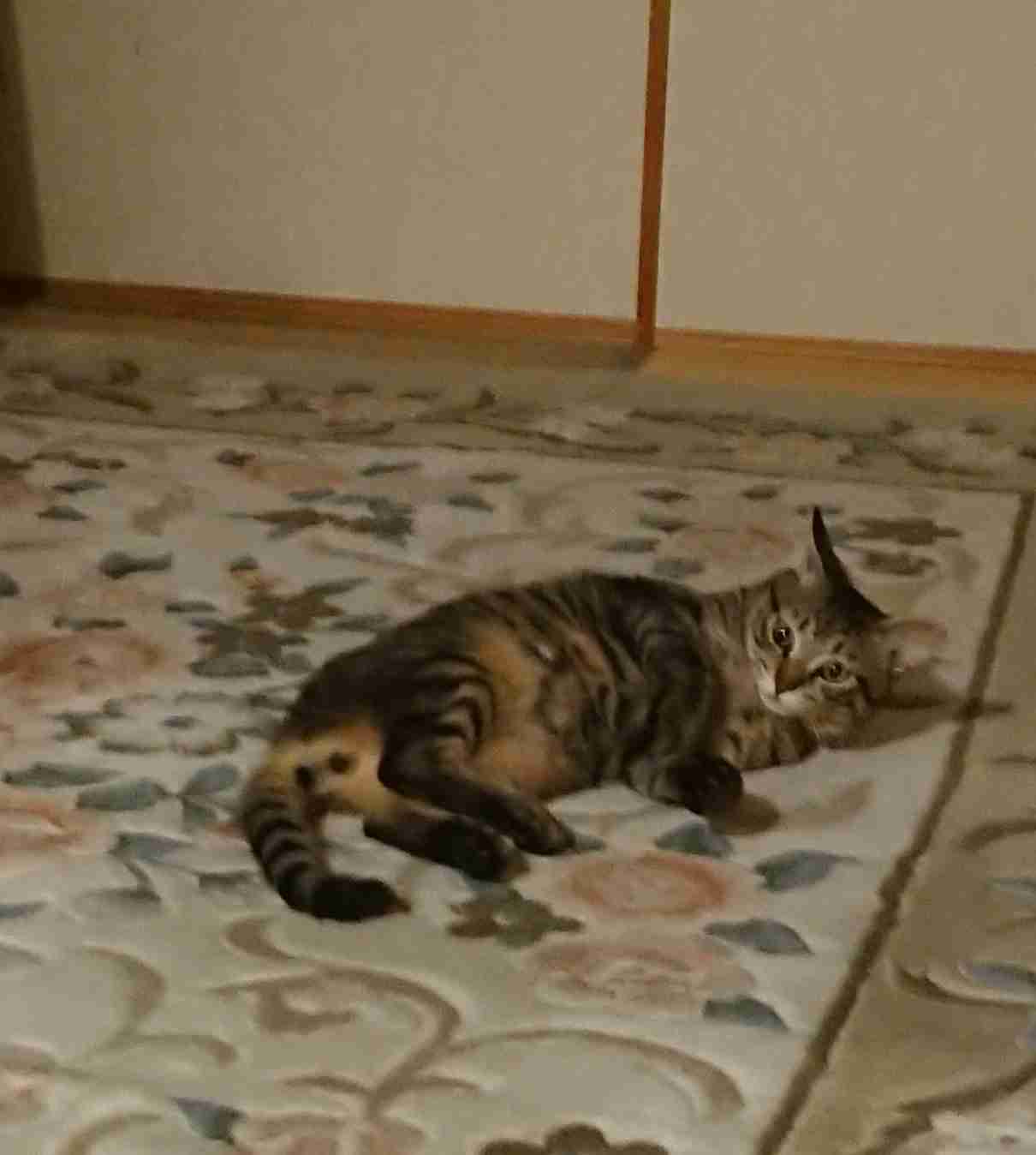 がるちゃん猫カフェ63号店 開店しました♪（初めての方も大歓迎!!）