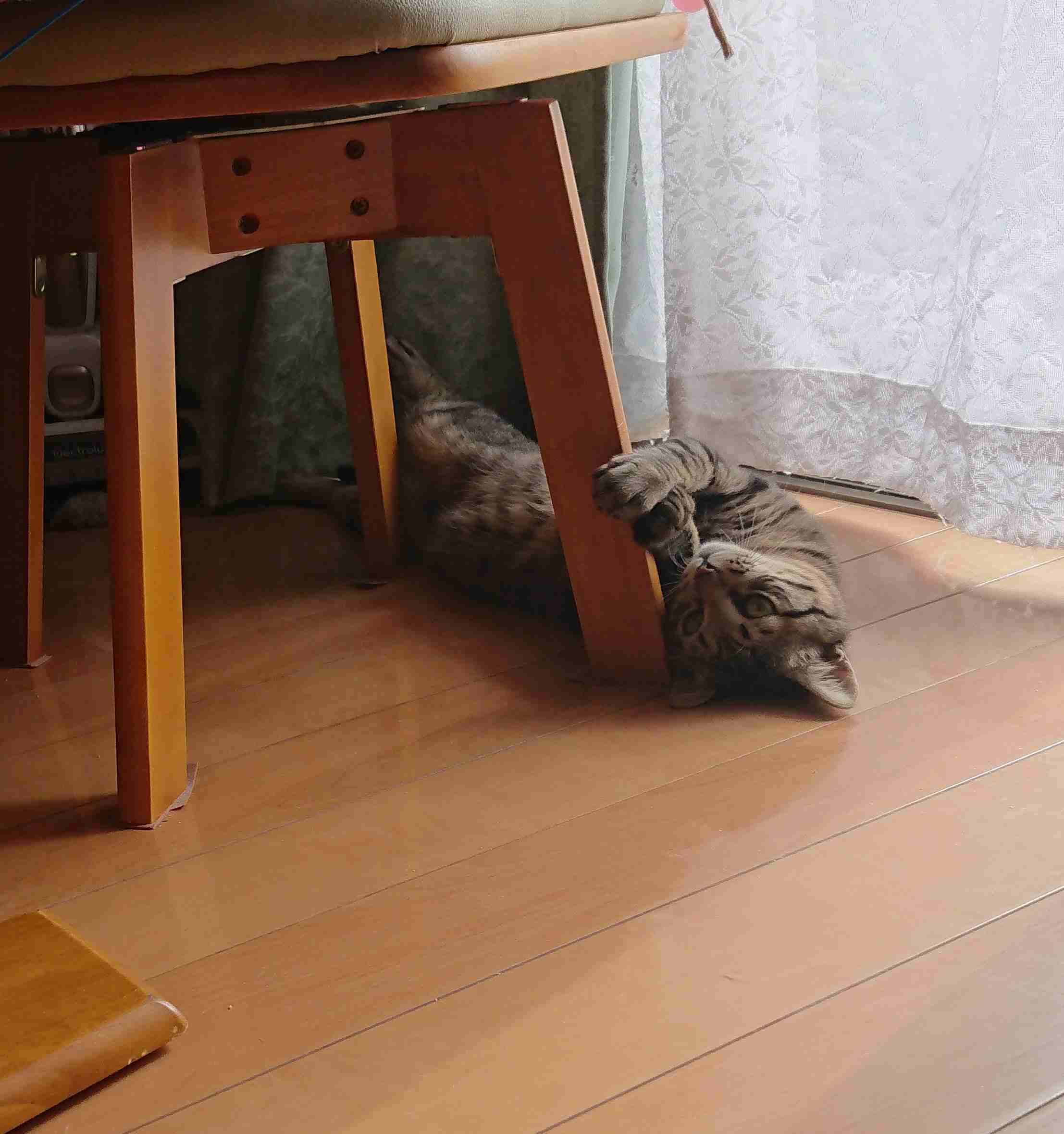 がるちゃん猫カフェ63号店 開店しました♪(初めての方も大歓迎!!)