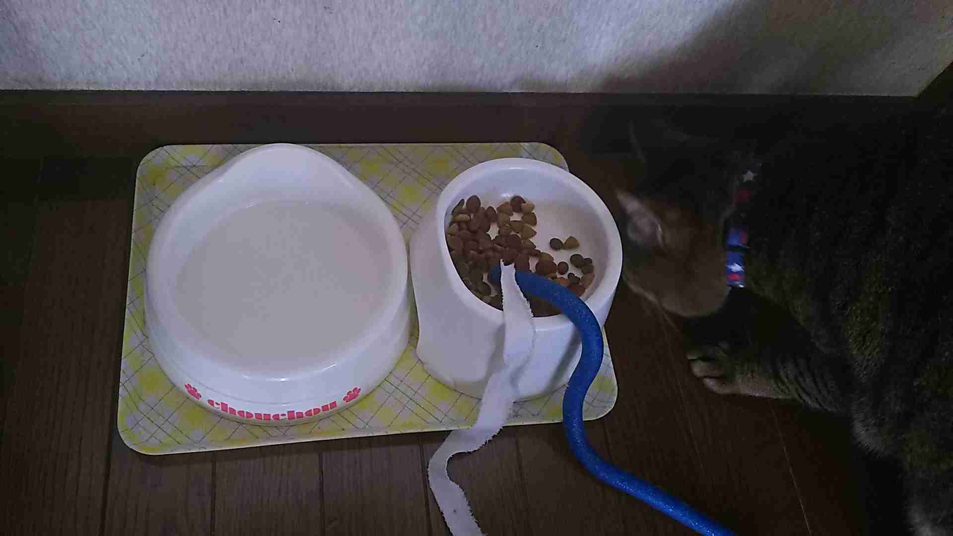 がるちゃん猫カフェ63号店 開店しました♪（初めての方も大歓迎!!）