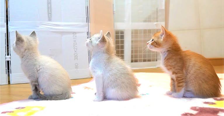 がるちゃん猫カフェ63号店 開店しました♪（初めての方も大歓迎!!）
