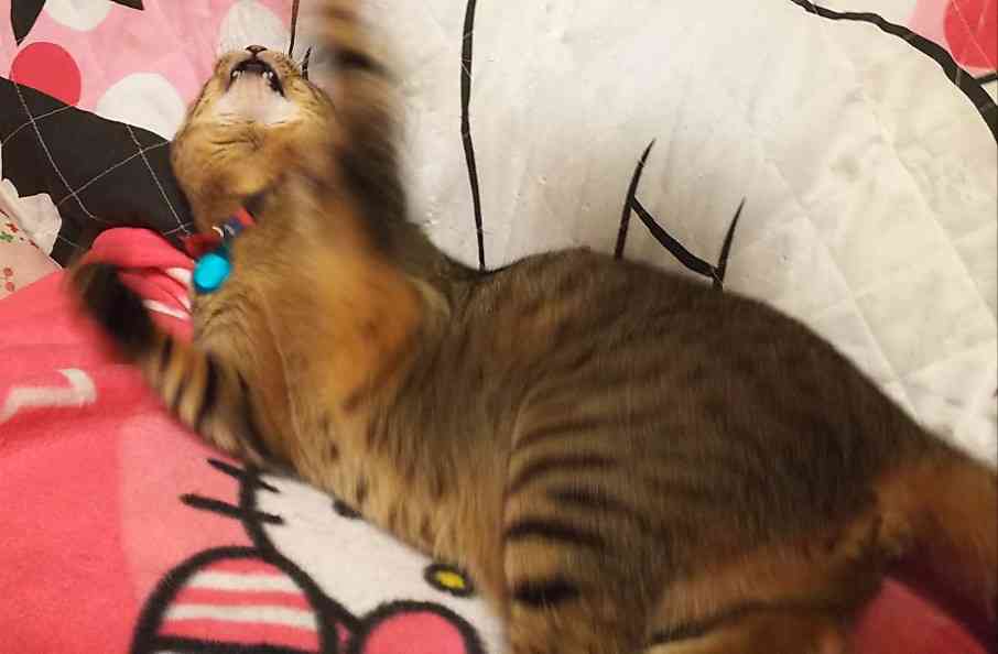 がるちゃん猫カフェ63号店 開店しました♪（初めての方も大歓迎!!）