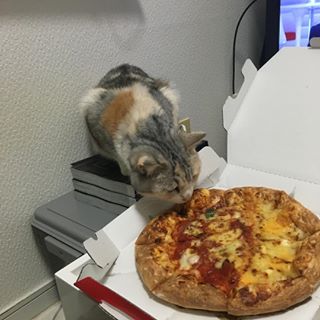 がるちゃん猫カフェ63号店 開店しました♪（初めての方も大歓迎!!）
