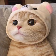 がるちゃん猫カフェ63号店 開店しました♪(初めての方も大歓迎!!)