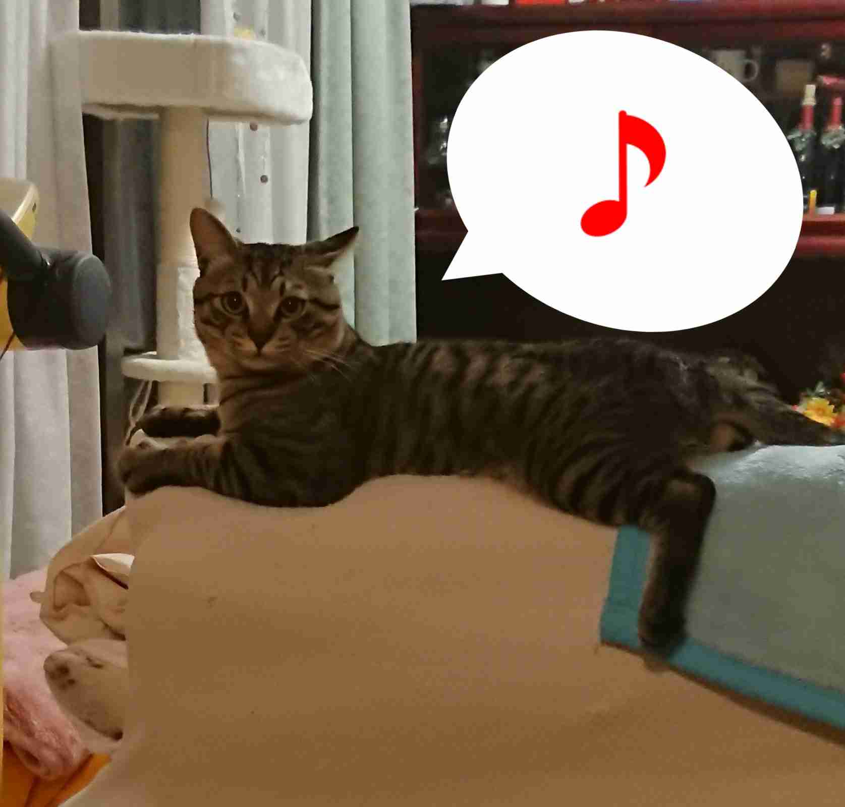 がるちゃん猫カフェ63号店 開店しました♪(初めての方も大歓迎!!)